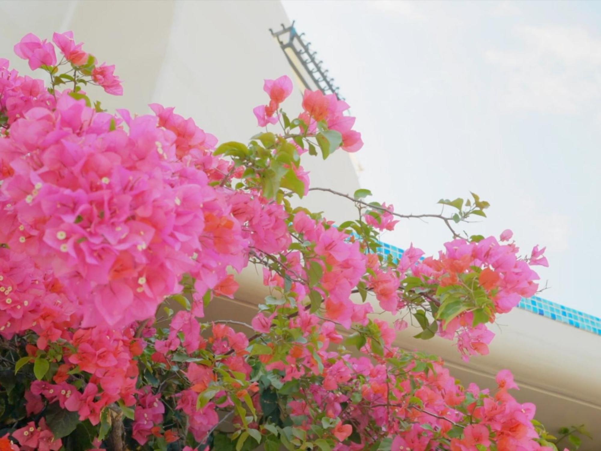 Yuki Suite Kourijima ناكيجين المظهر الخارجي الصورة